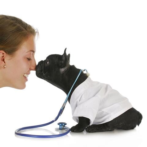 prevention-of-pododermatitis-in-french-bulldogs-01_large-1-5833845