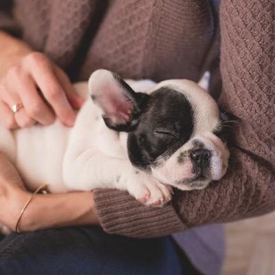 french_bulldog_grande-1-6952289