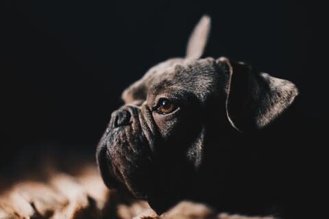 french_bulldog_nose_d2757872-53b7-40b8-ac00-0aa647bc7bb9_large-1-4054361