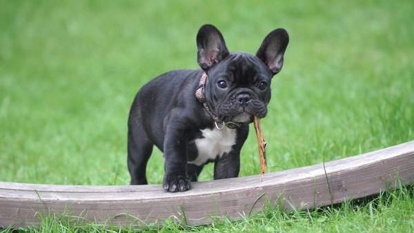 frenchie_3_grande-1-1324269