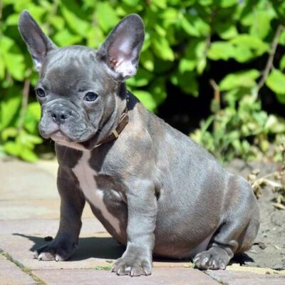 mini_french_bulldog_2_grande-1-2367372