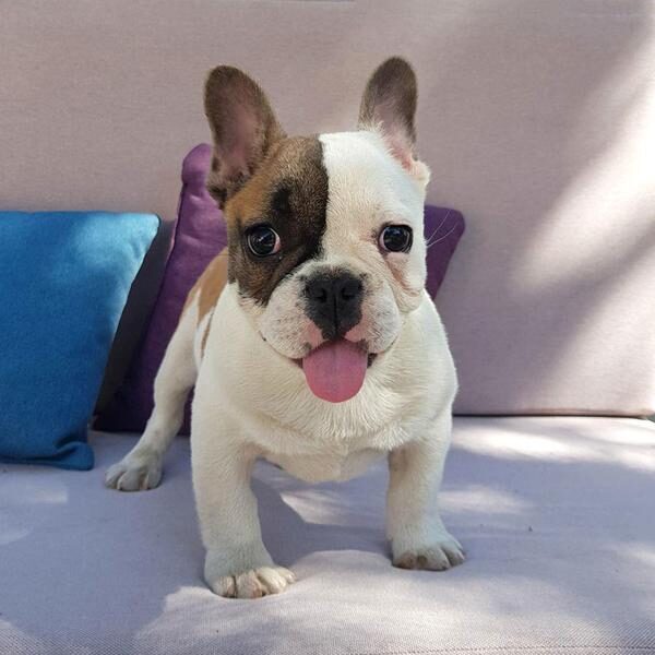 mini_french_bulldog_3_grande-1-7004453