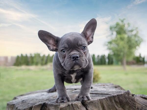 mini_french_bulldog_5_grande-1-6407906