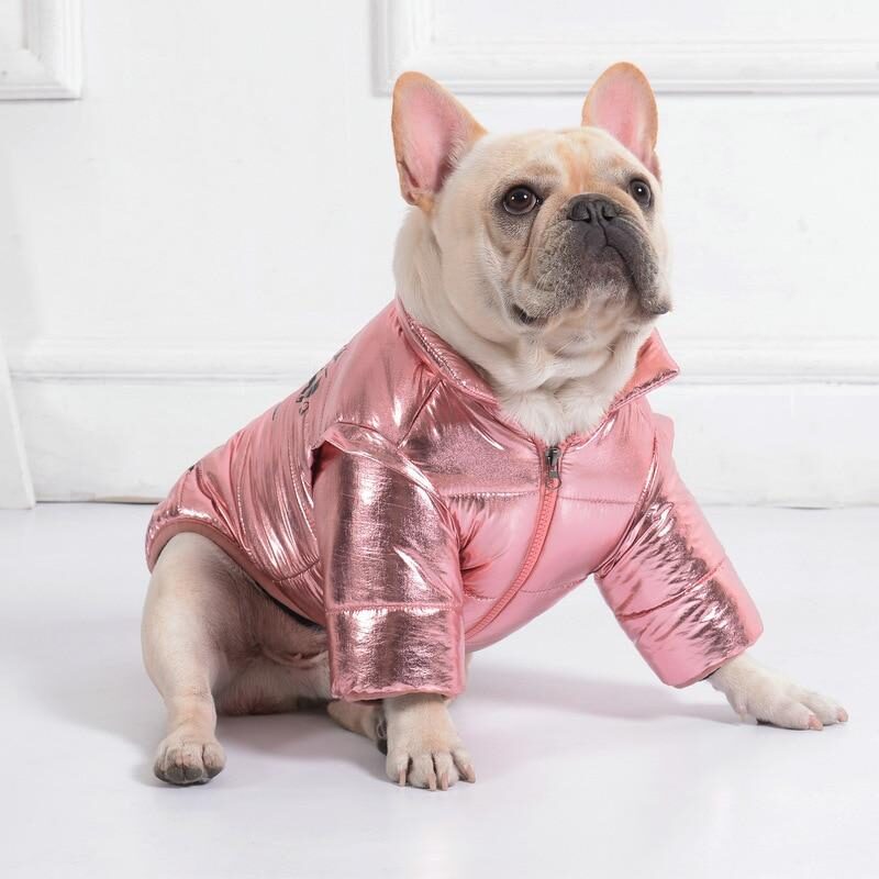 French bulldog shiny jacket