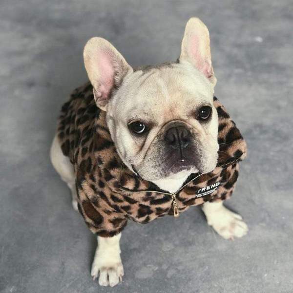 Luxury leopard french bulldog jacket