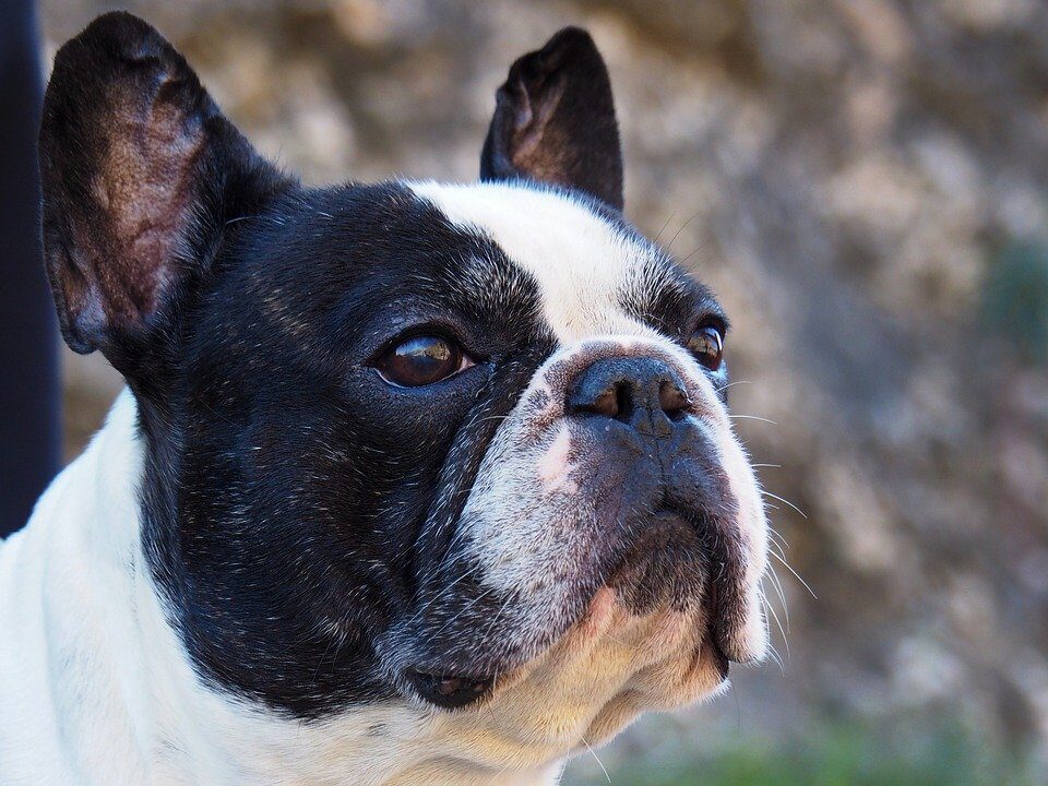 french-bulldog-2130575_960_720-1-6418575