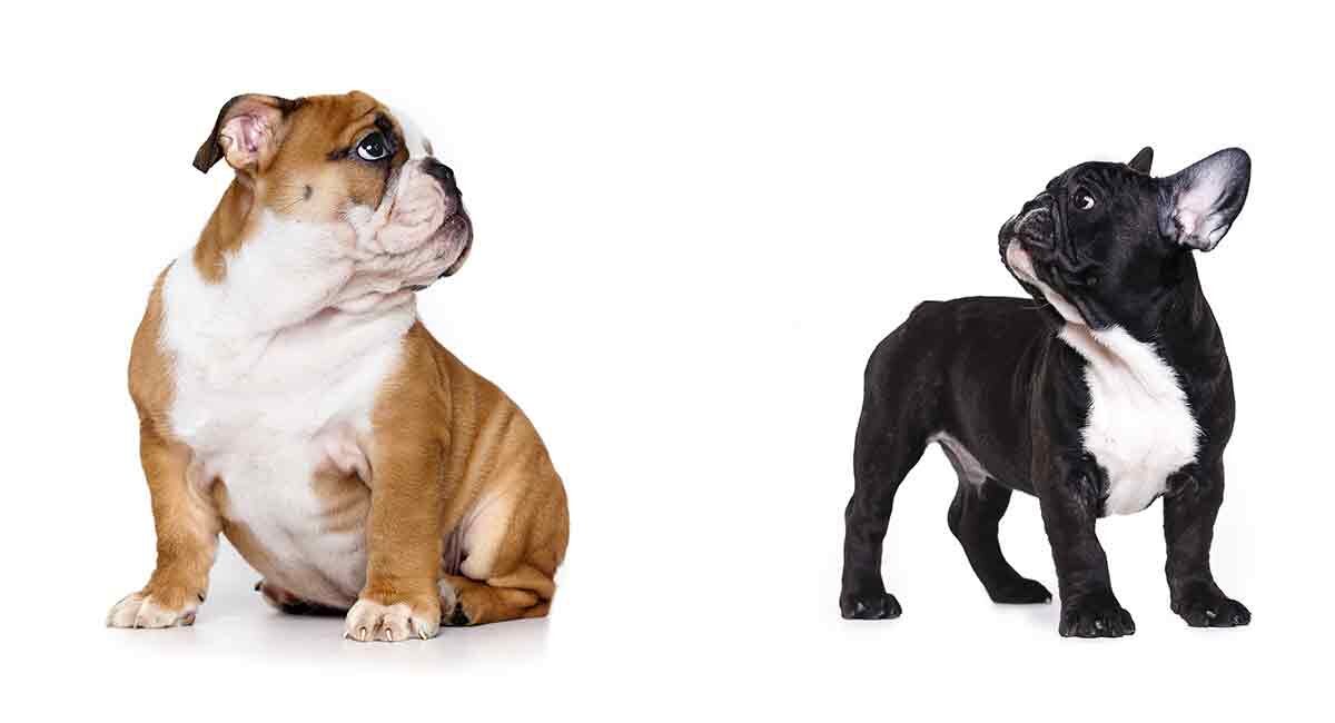 french-bulldog-vs-english-bulldog-long-1-6174481