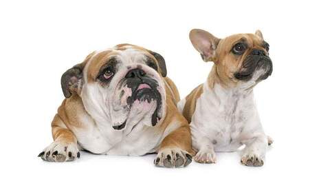 french-bulldog-vs-english-bulldog-long_large-1-9556968