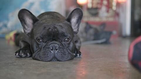 close-up-shot-of-a-cute-sad-looking-little-dog-black-french-bulldog