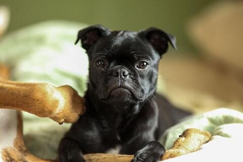 black-french-pug_large-1-8839599