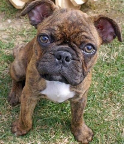 french-bulldog-pug-mix_large-1-8984446