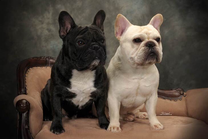 french-bulldog-on-white-12-3-5879524