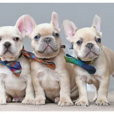 French-bulldog-names