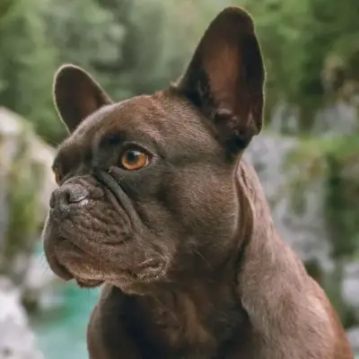 french-bulldog-names (1)