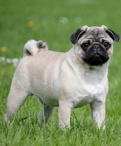 pug-2035675_960_720_large-1-4140858