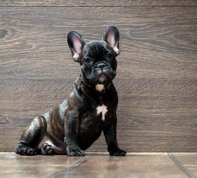 french-bulldog-puppy-puppy-black-the-dog-sits-at-the-wooden-wall-thoroughbred-elite-puppy