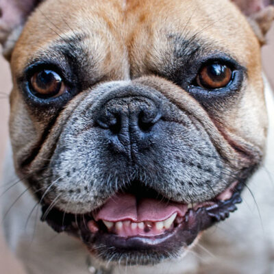 tips-to-keep-your-french-bulldogs-teeth-healthy-3-7161771