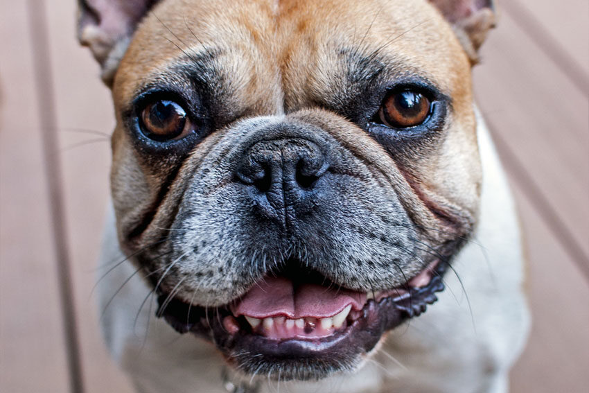 tips-to-keep-your-french-bulldogs-teeth-healthy-3-7161771