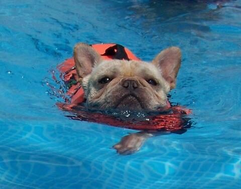 french-bulldog-swimming_1_large-1-3236975