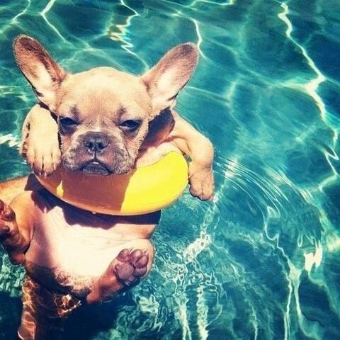 frenchie_swim_large-1-5338193