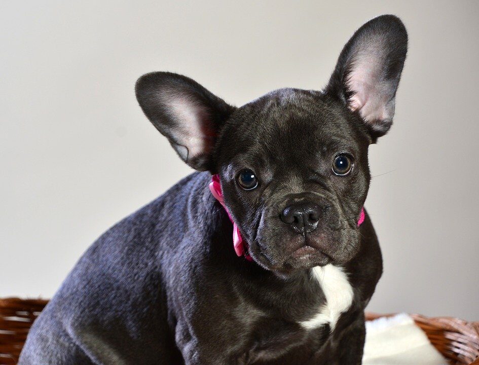 french-bulldog-blue-3151682_960_720-1-7885939