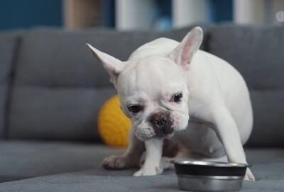 french_bulldog_eat_fast_large-3-8712079