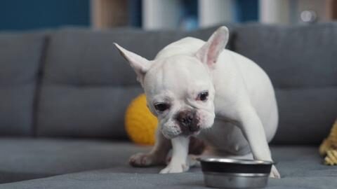 french_bulldog_eat_fast_large-3-8712079