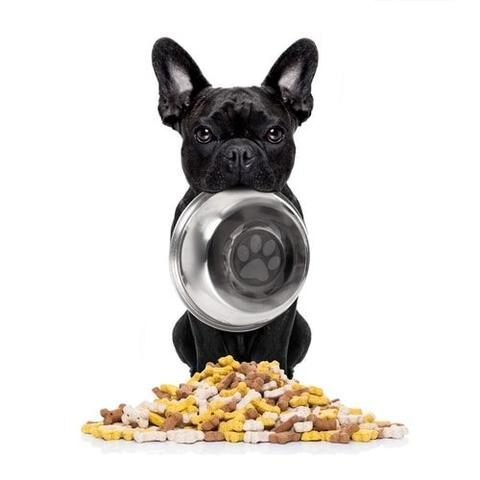 french_bulldog_eats_fast_large-3-1983406