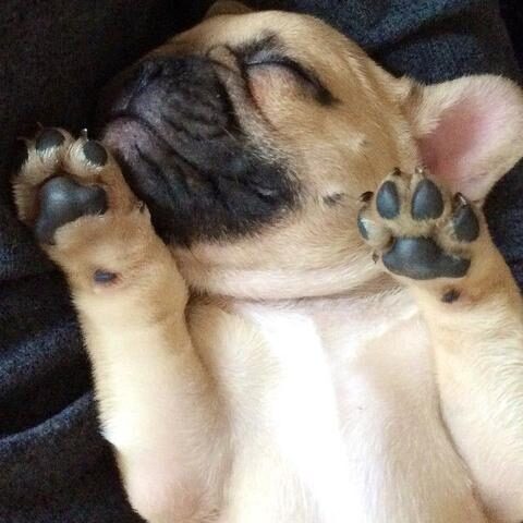 french_bulldog_paws_large-1-6495723