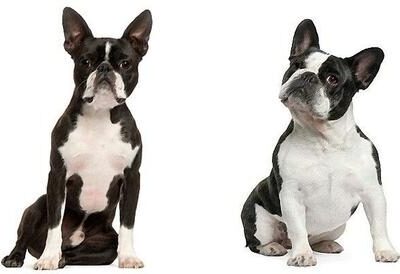 french_bulldog_vs_boston_terrier_1_large-1-3830775