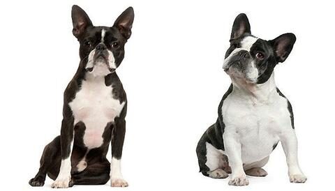 french_bulldog_vs_boston_terrier_1_large-1-3830775