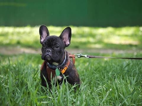 frenchie_harness_6d362c5f-9288-4be5-a278-0f0c7a7166f8_large-1-5193147