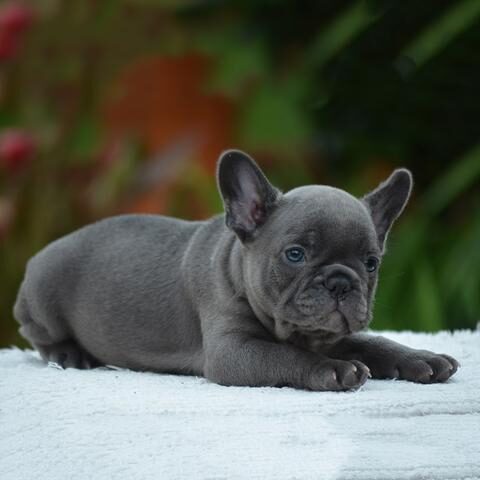 blue_french_bulldog_1_large-1-4604620