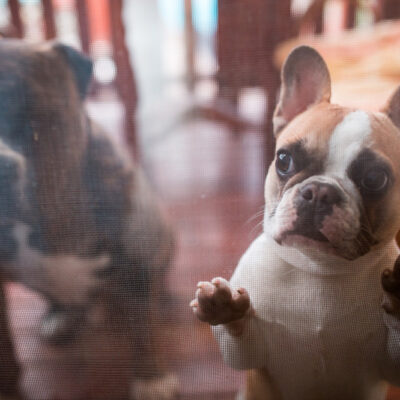 Are French bulldogs good with other dogs? Take a look!