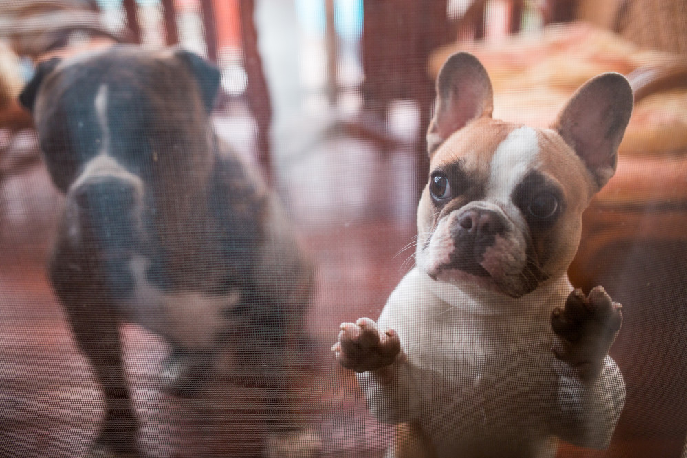 Are French bulldogs good with other dogs? Take a look!