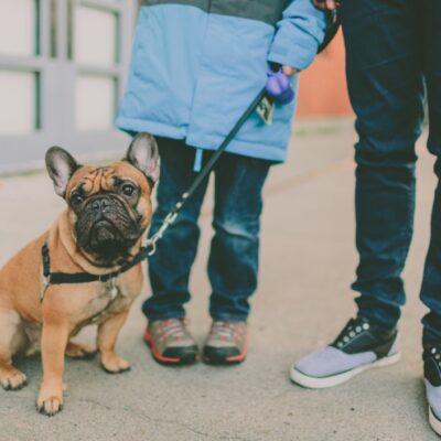 city-dog-walking-cute-pet-french-bulldog_t20_NGpRp2