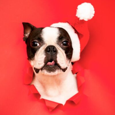 creative-cap-face-hole-dog-bulldog-pet-puppy-animal-french-pug-cute-christmas-canine-white-french_t20_oRZAOe