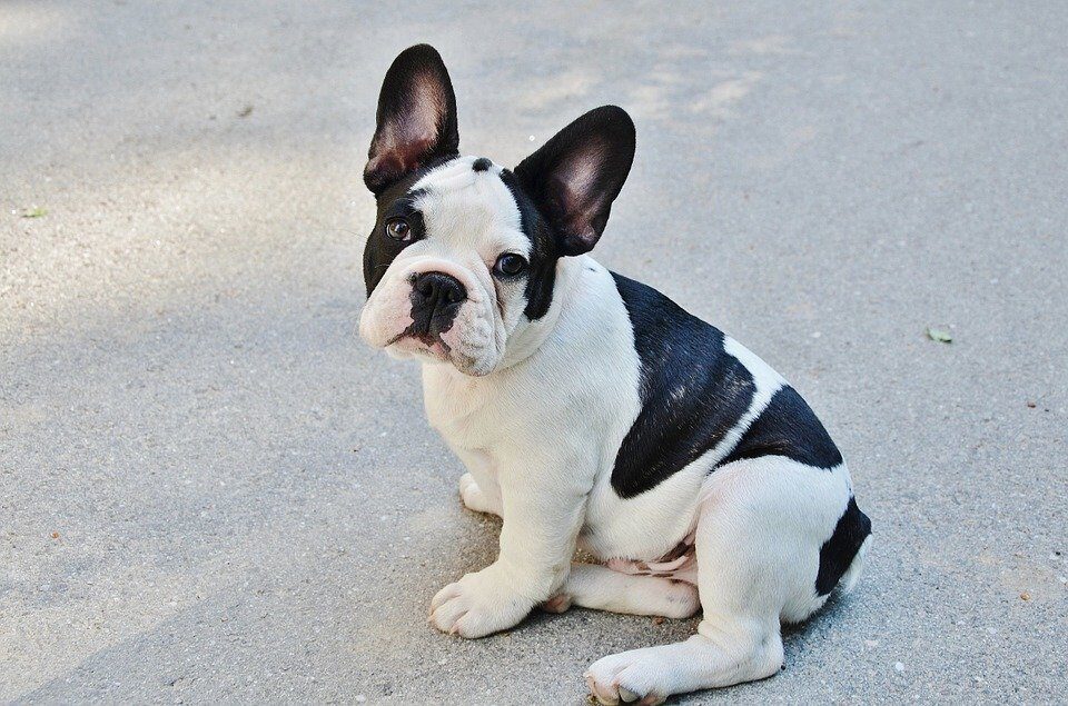 french-bulldog-277255_960_720-1-8203503