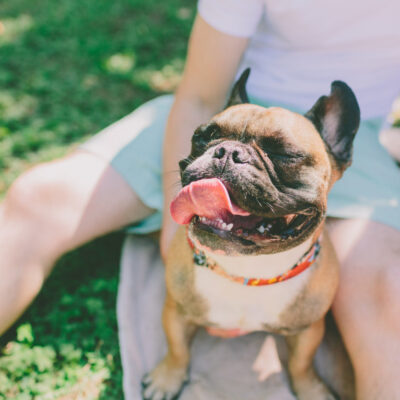 Fleas on French bulldog: Causes, treatment and symptoms