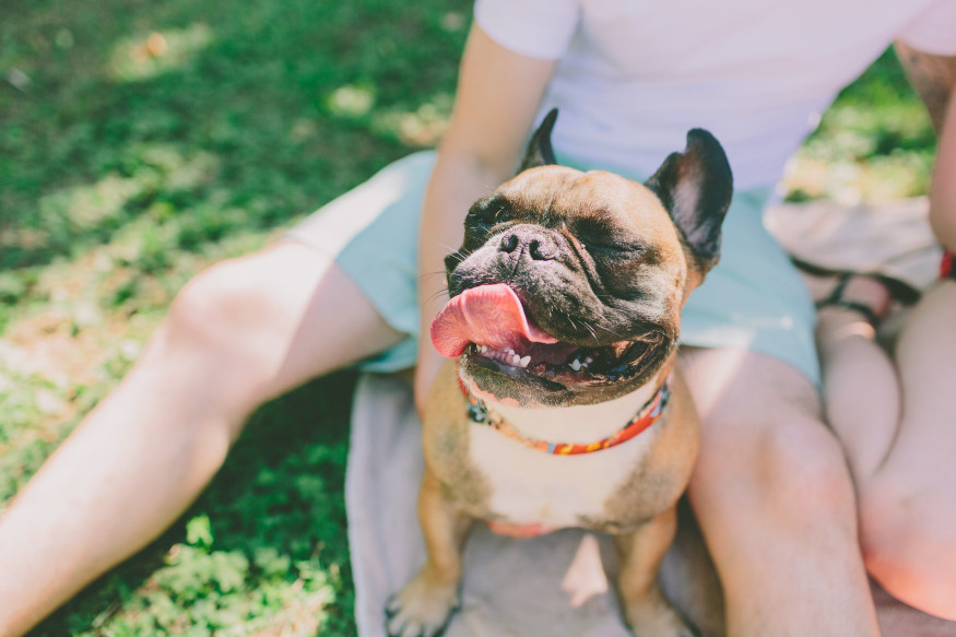 Fleas on French bulldog: Causes, treatment and symptoms