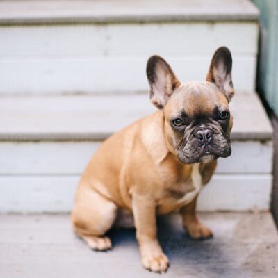 Are stairs bad for French bulldogs & how to make them safe