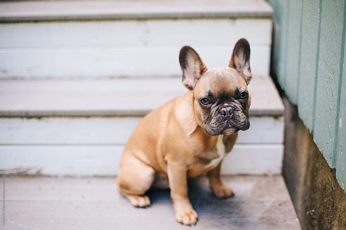 Can French Bulldogs Go Up And Down Stairs Frenchie World Shop