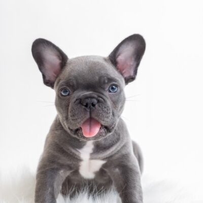 French bulldog ears down meaning & how to fix