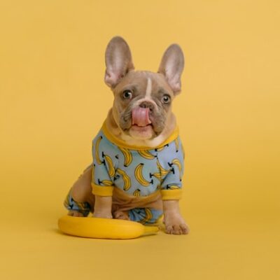 french bulldog secrets