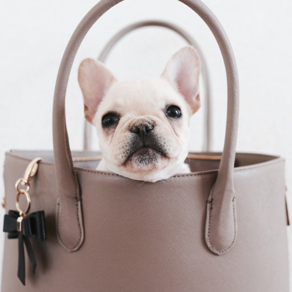 How to clean french bulldog tear stains