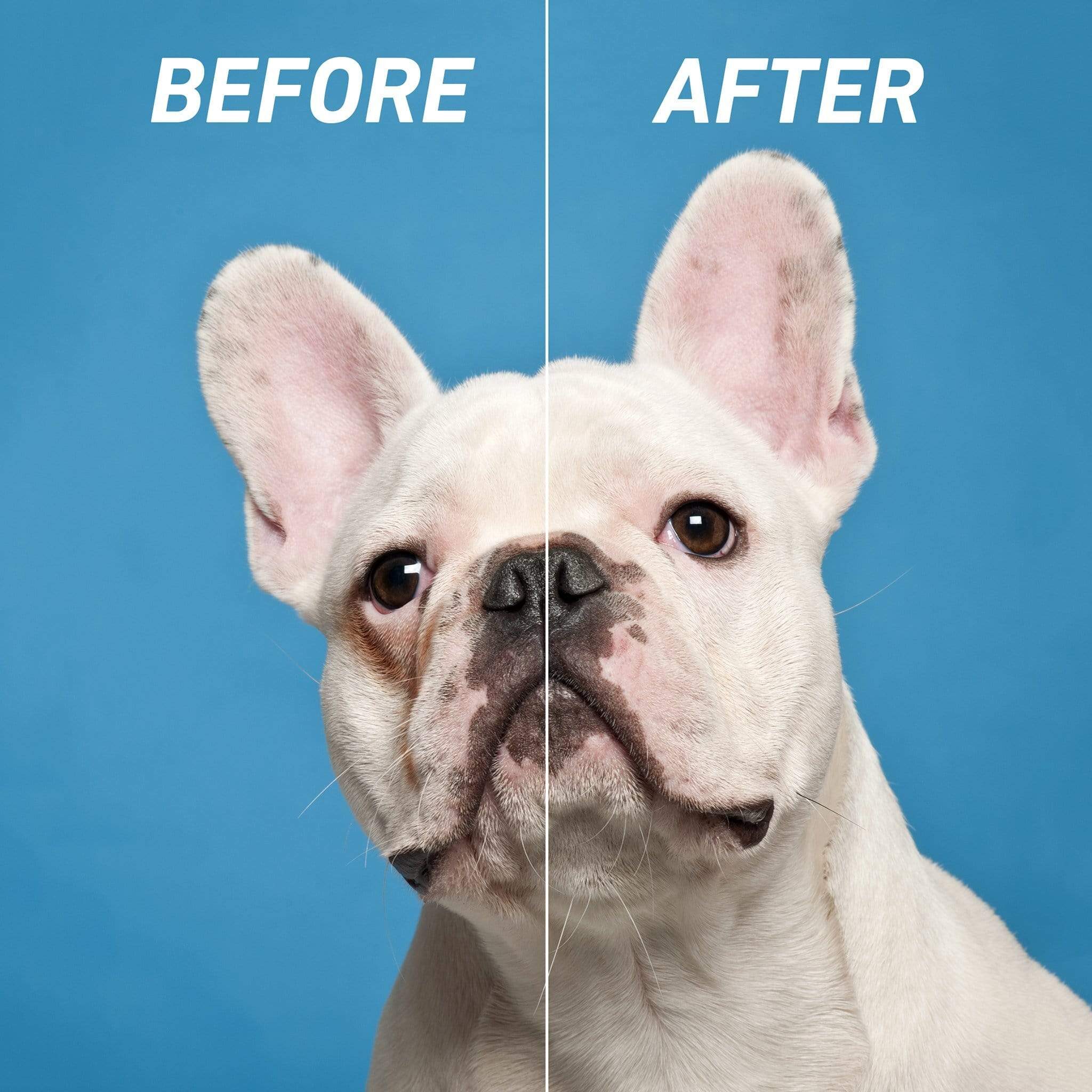 French bulldog eye stain remover before and after