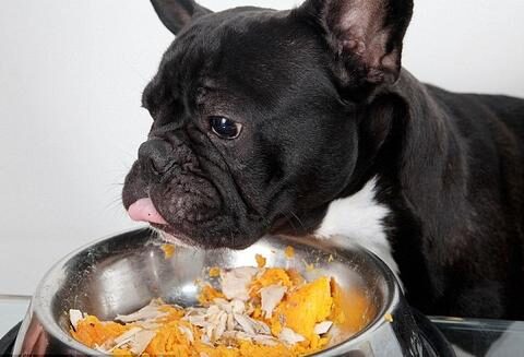 frenchie_refuses_to_eat_large-1-3576469