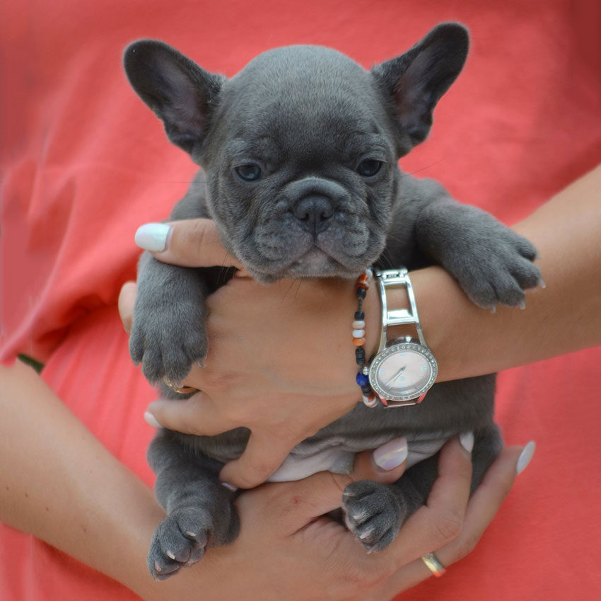 porsche-french-bulldog-puppy-for-sale-03-1-8478923