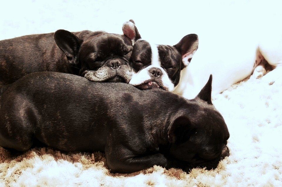 Frenchies sleeping