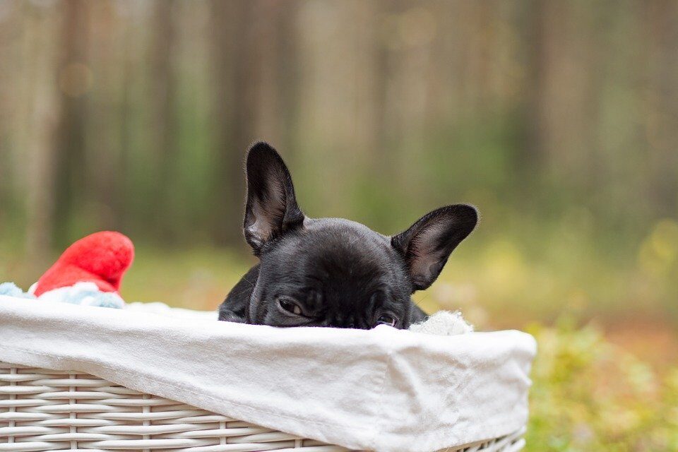 French bulldog having an anxiety attack